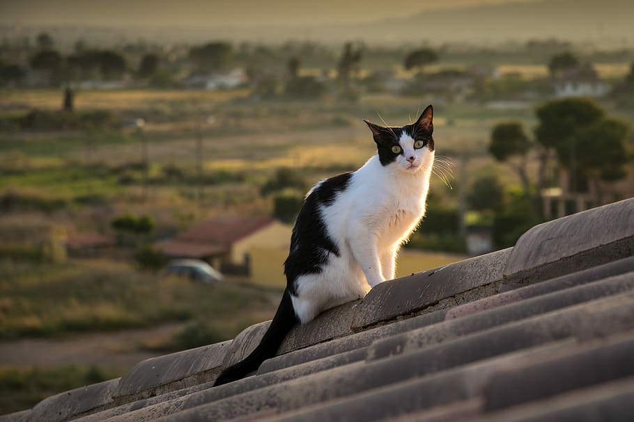 white and black tabby cat on bricked roof, feline, domestic HD wallpaper