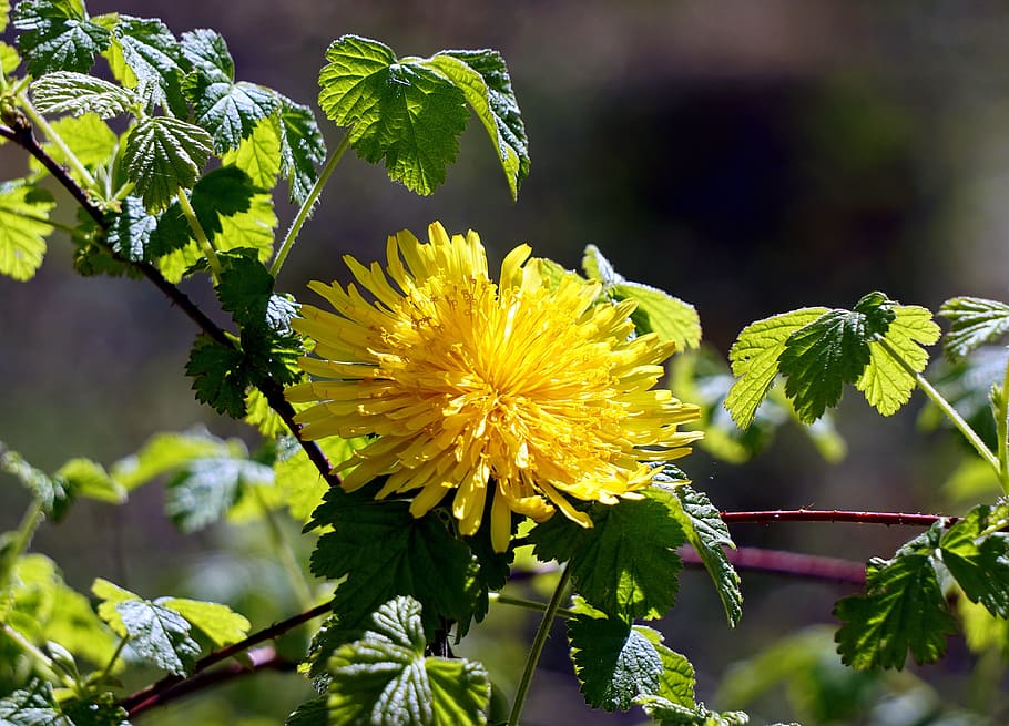 flower, dandelion, spring, foreground, wild flower, yellow HD wallpaper