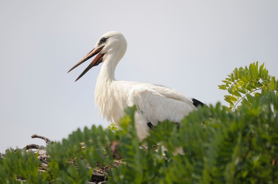 bird, stork, lake neusiedl, burgenland, flying, nature, rattle stork