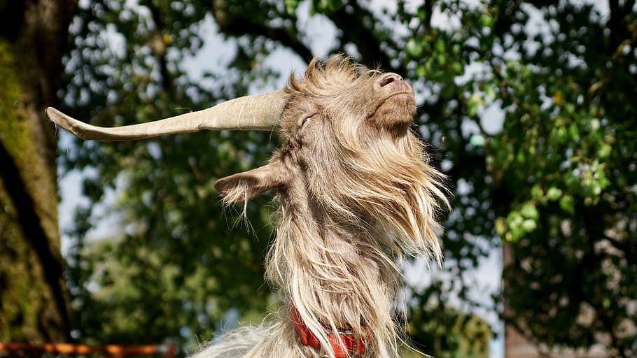 close-up photography of brown ram, goat, large, horns, fur HD wallpaper