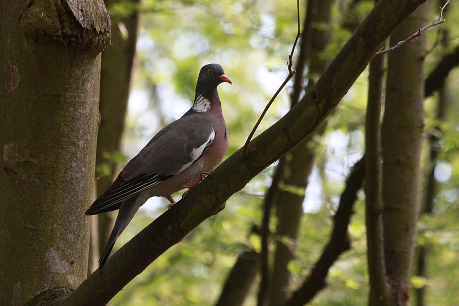 dove, branches, forest, tree, konary, green, nature, animal wildlife HD wallpaper