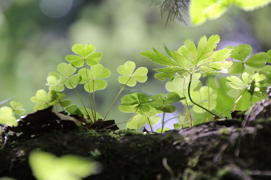 Shamrocks, Green, Forest, nature, plant, growth, green Color HD wallpaper