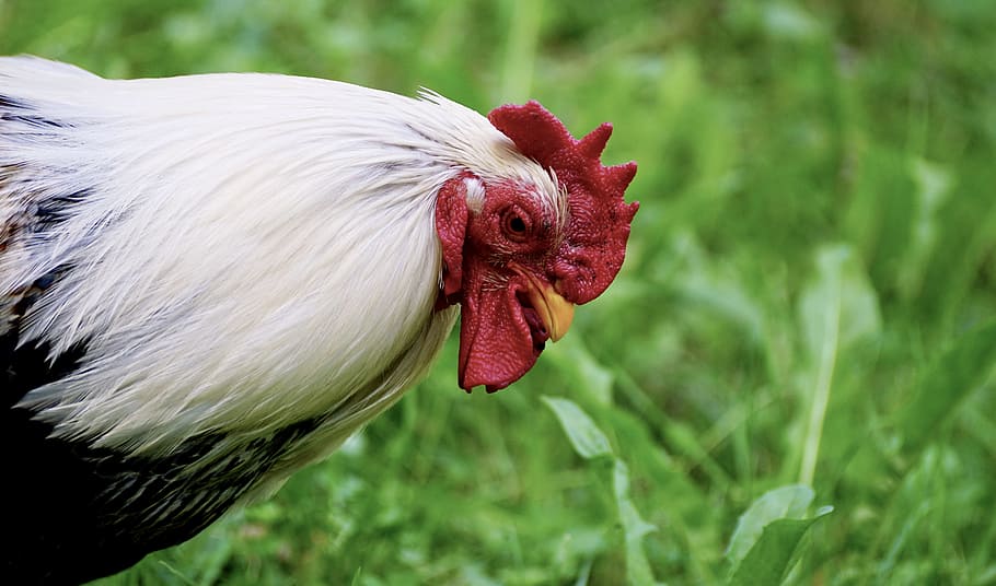 hahn, bird, pride, cockscomb, plumage, poultry, animal, feather HD wallpaper
