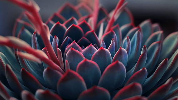 close up photography of succulent plant, close-up photography of red succulent HD wallpaper
