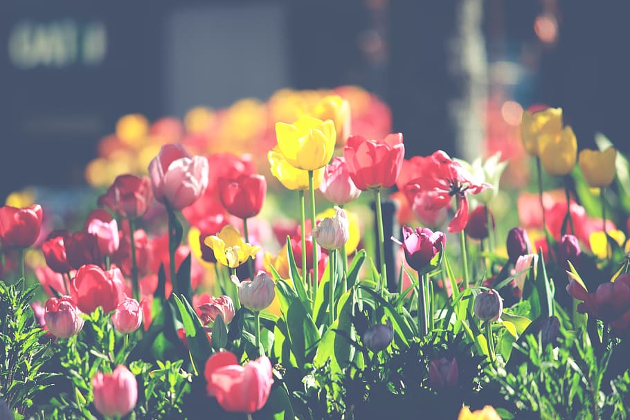 closeup photo of red and yellow flowers, assorted-color tulips during daytime, HD wallpaper