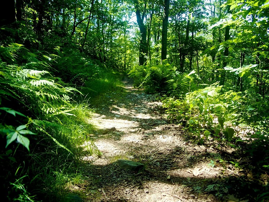 trail, hiking, hike, path, walkway, nature, outdoors, blue ridge HD wallpaper