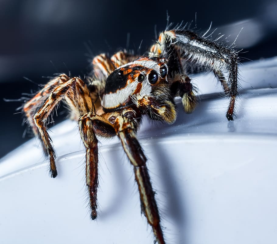 jumping spider, small spider, insect, close, invertebrate, animal wildlife HD wallpaper