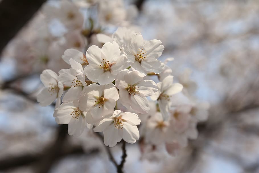 cherry, spring, flower, blossom, nature, bloom, blooming, petal HD wallpaper