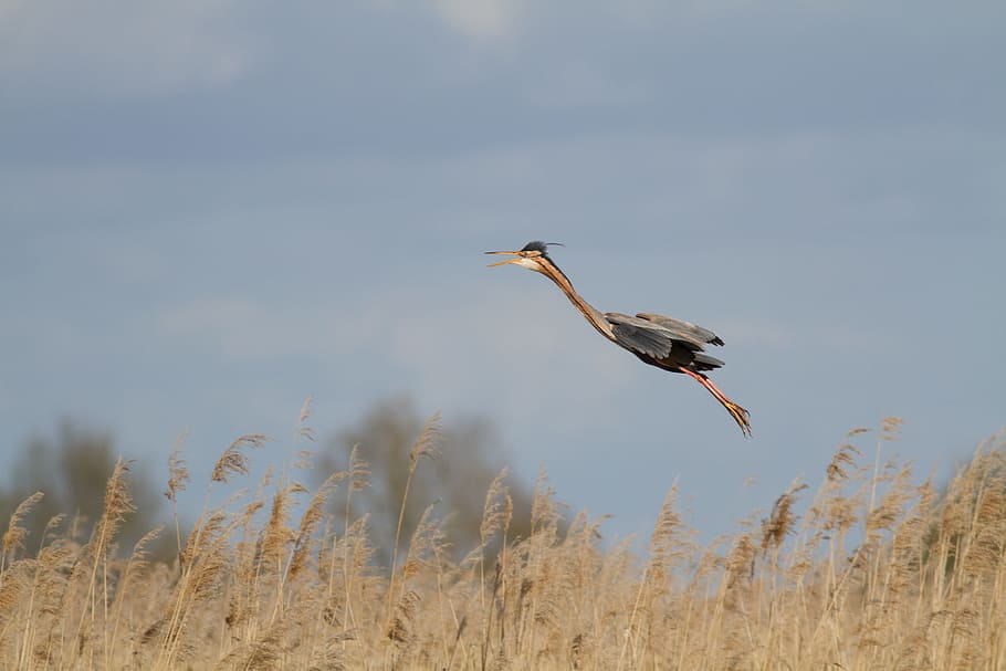 heron, purple, flight, animal themes, animals in the wild, animal wildlife HD wallpaper