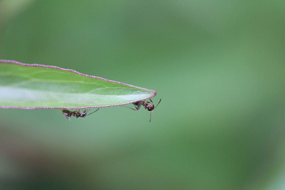 Ant, Edge, Forefront, one animal, animals in the wild, animal themes HD wallpaper