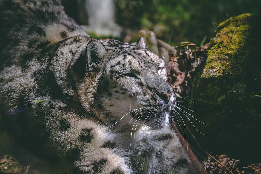 Sleepy Snow leopard, feline lying beside grass, snowy, big cat HD wallpaper
