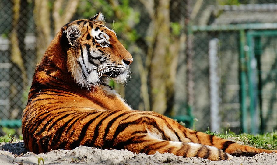 selective focus photo of orange tiger during daytime, predator HD wallpaper