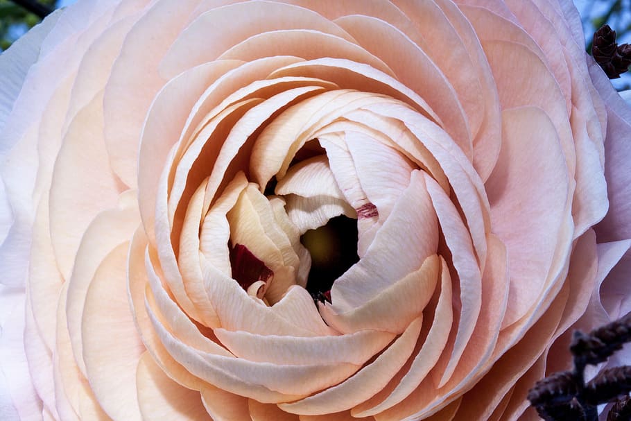 close-up photo of pink rose, ranunculus, blossom, bloom, spring HD wallpaper