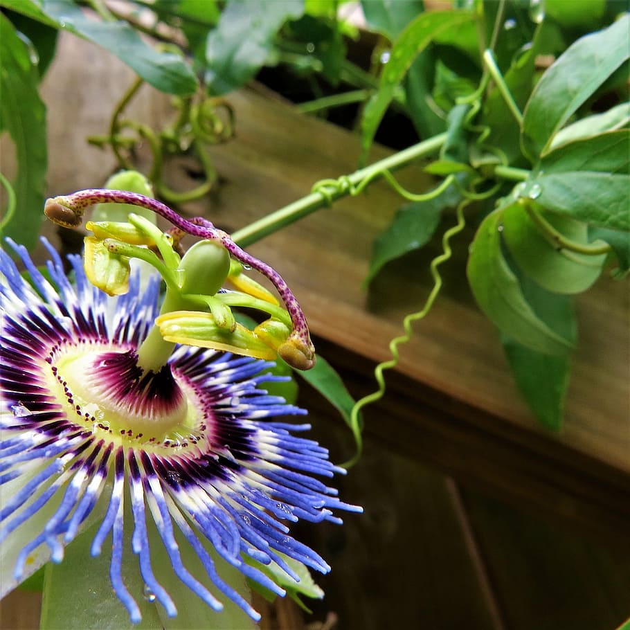 blue, white, flower, rain, passion vine, nature, plant, flowering plant HD wallpaper