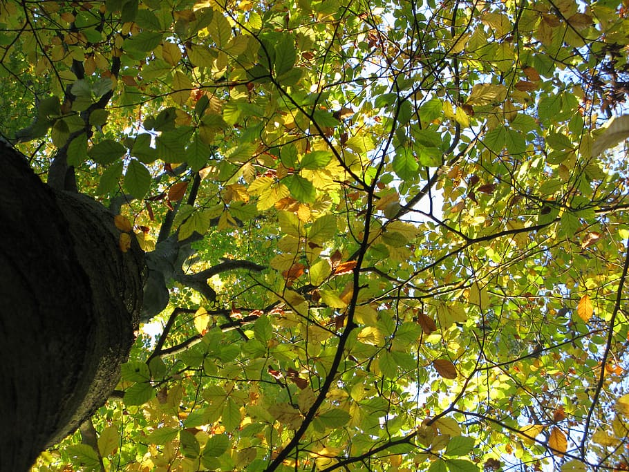 beech, beech forest, fagus sylvatica, treetops, reflected rays HD wallpaper