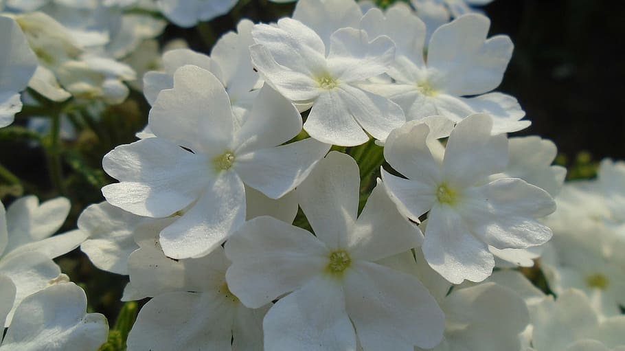 flower, macro, plant, white, bloom, mountain homokhúr, nature HD wallpaper