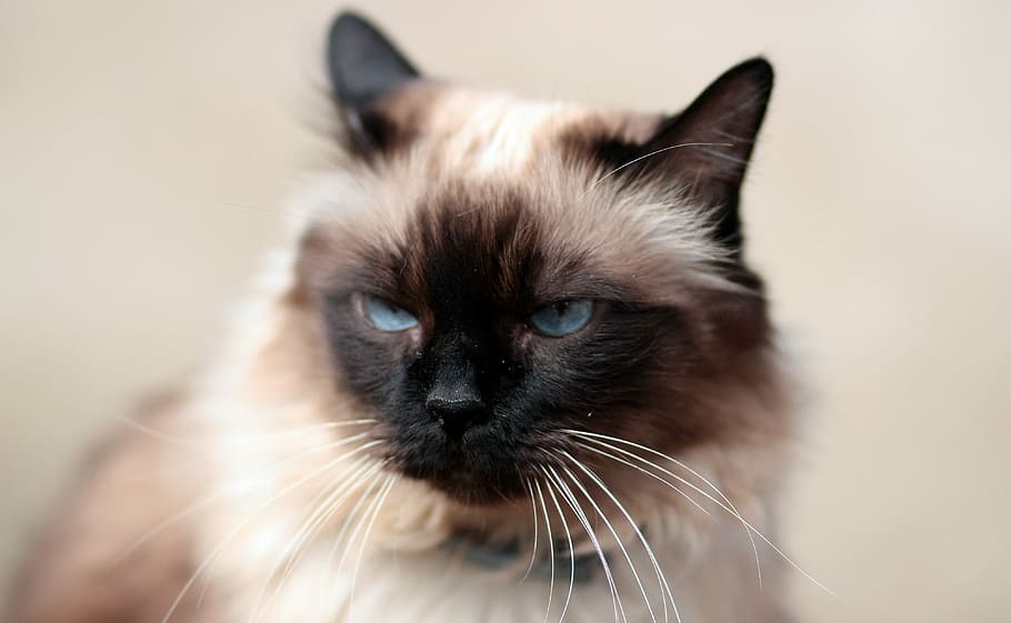 himalayan cat, Siamese, Fat, Gray, blue eyes, domestic cat, pets, HD wallpaper
