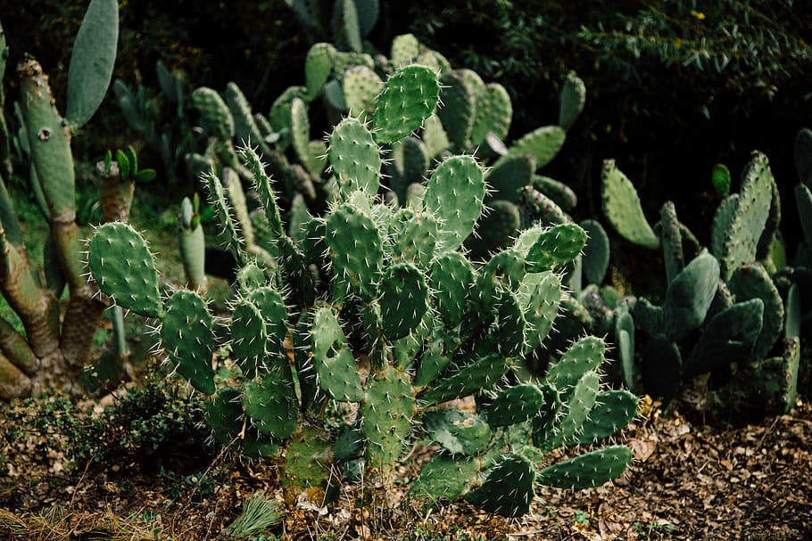 green cacti plant, green Indian fig cactus, desert plant, thorn, HD wallpaper