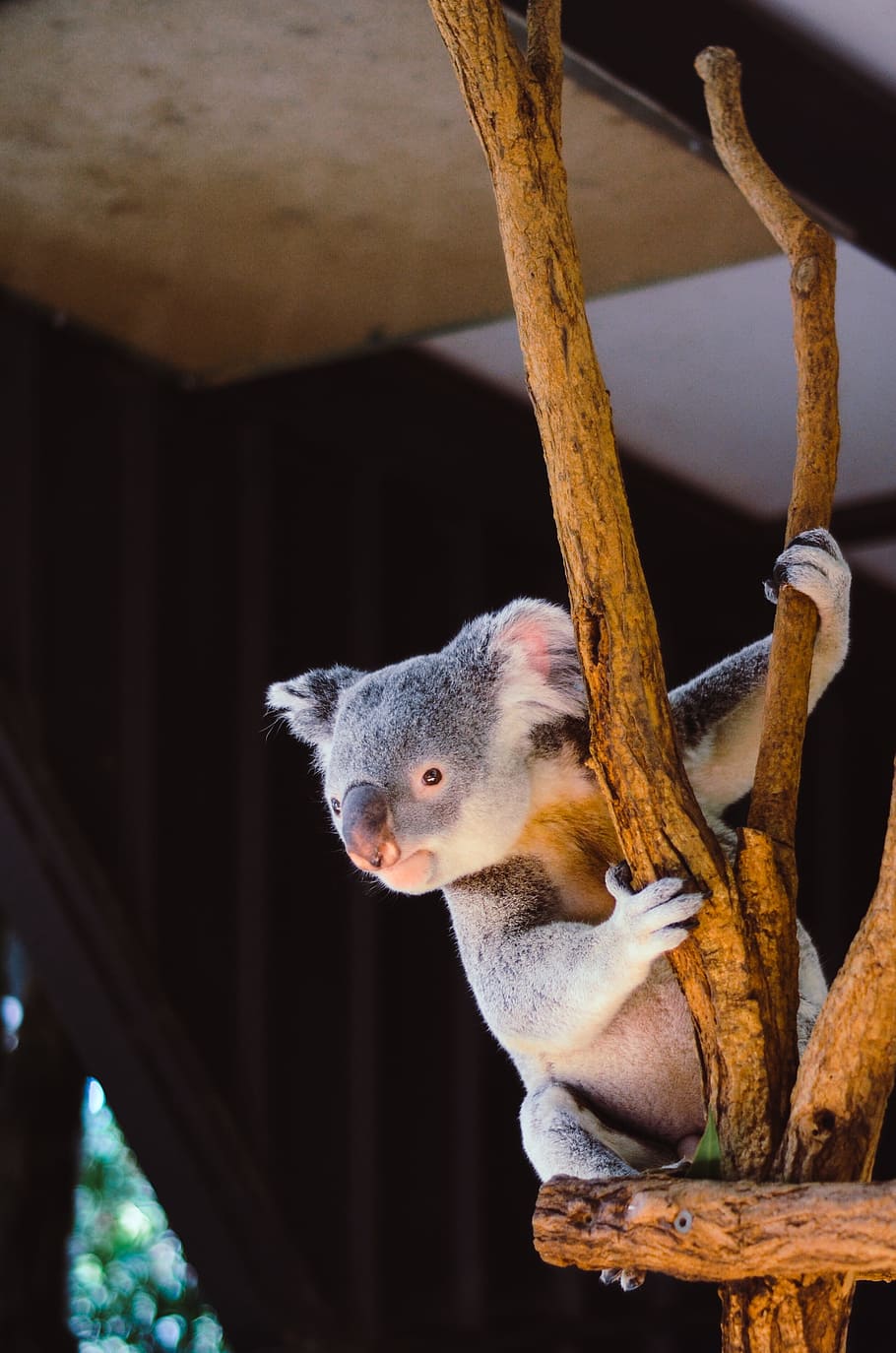 koala hanging on branch, gray koala on brown wood stand, tree branch HD wallpaper