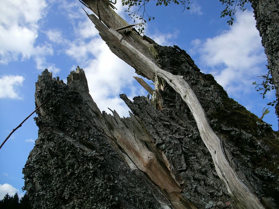 tree, butt, flash, tree stump, nature, wood, broken, torn, burst HD wallpaper