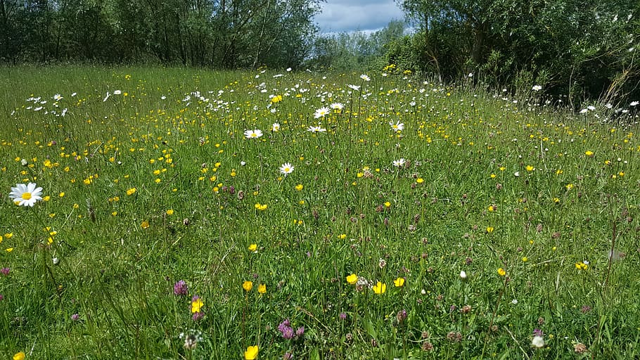 spring, wild flowers, daisy, walking, nature, plant, flowering plant HD wallpaper