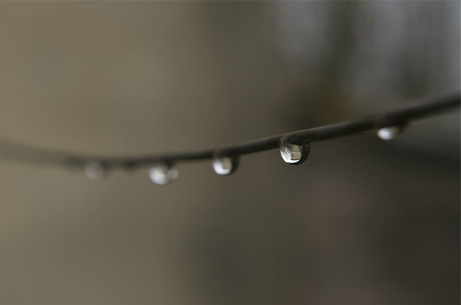 selective focus photography of water dews on branch, droplet HD wallpaper