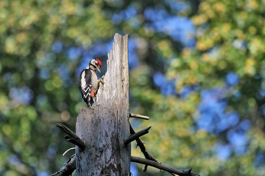 gray and black woodpecker on tree at daytime, bird, forest HD wallpaper