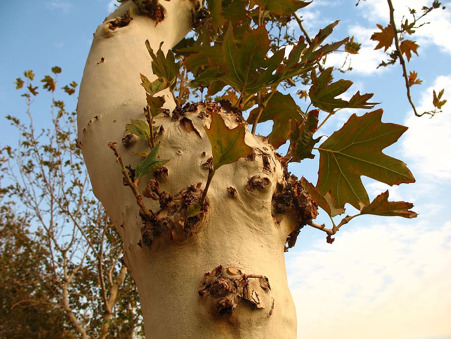 tree, nature, sky, green, leaf, plant, plant part, low angle view HD wallpaper
