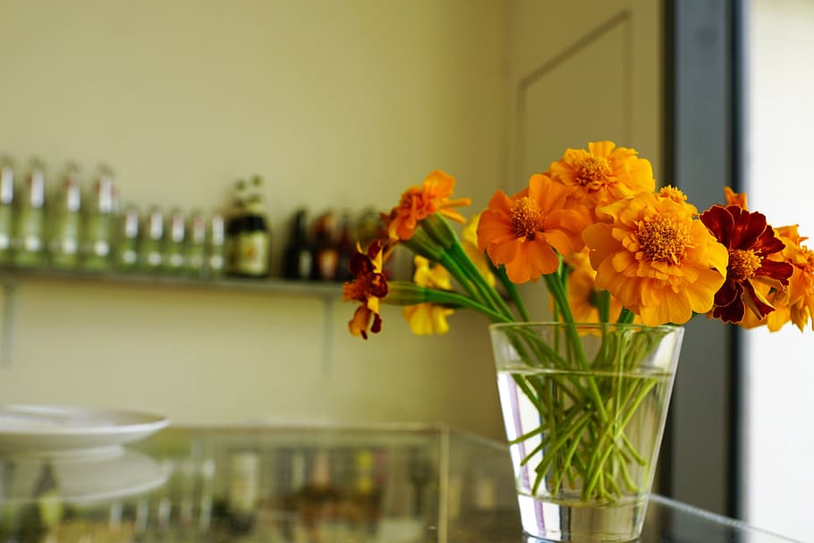 orange flowers in vase, bar, restaurant, cafe, drink, alcohol, HD wallpaper