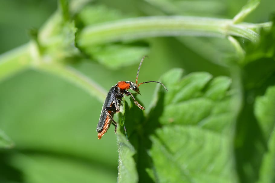 soldier beetle, red beetle, insect, invertebrate, animal wildlife HD wallpaper
