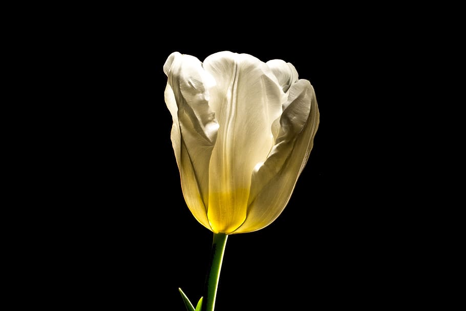 unbloomed white tulip, flower, spring, blossom, easter, love HD wallpaper