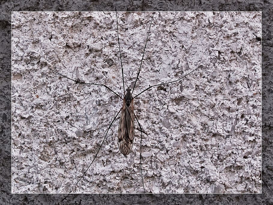Portrait, Insect, Wall, Macro, Structure, midge, one animal HD wallpaper