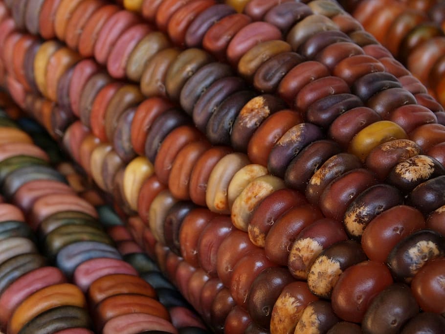 indian corn, autumn, fall, harvest, maize, colorful, multicolor, HD wallpaper