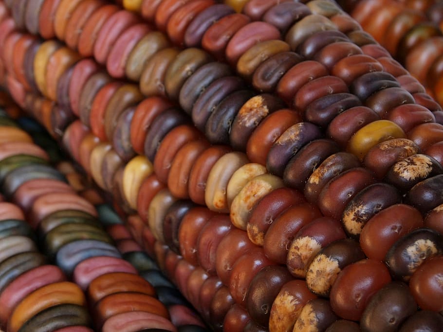 indian corn, autumn, fall, harvest, maize, colorful, multicolor HD wallpaper
