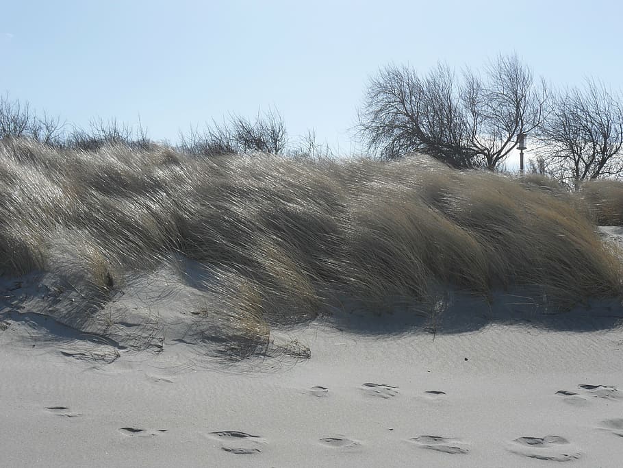 marram grass, grasses, beach, forward, sea, nature, winter HD wallpaper