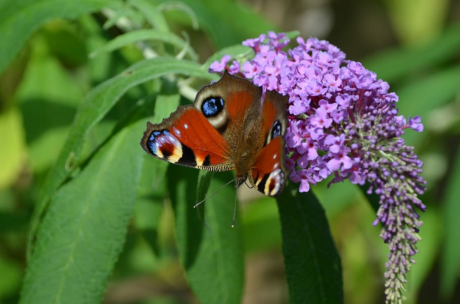 Peacock, Butterfly, Insect, one animal, animal themes, close-up HD wallpaper