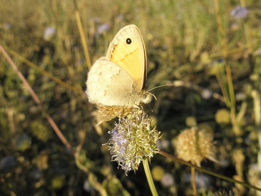 butterfly, insects, animals, animal themes, animal wildlife HD wallpaper