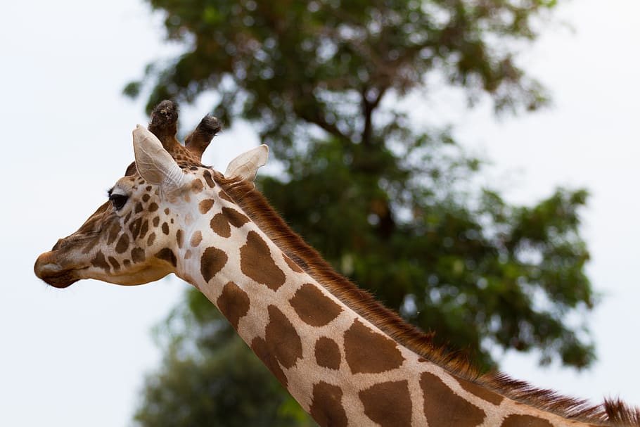 giraffe, nature, animals, animal wildlife, one animal, animal themes HD wallpaper