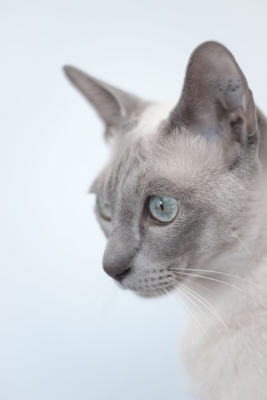 gray and white cat, Exotic, Animal, Pussycat, Siamese, purebred, HD wallpaper