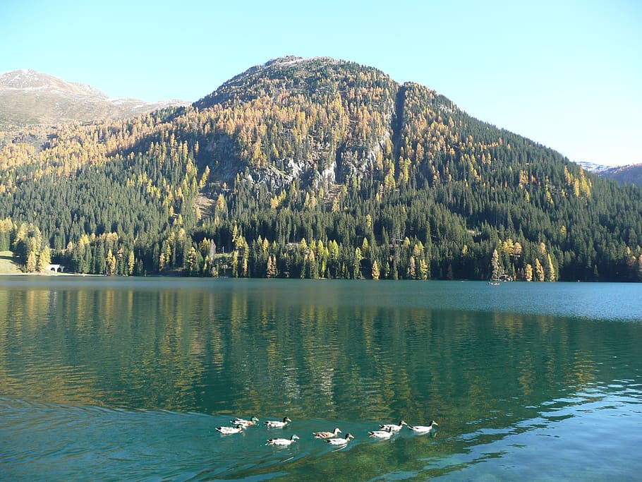 bergsee, ducks, lake, water, beauty in nature, tree, scenics - nature HD wallpaper