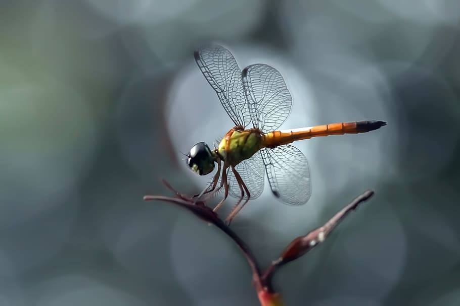 orange and green dragonfly perching on plant in selective-focus photography HD wallpaper