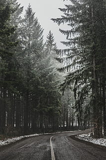 pine trees beside asphalt road, gray curve road in between pine trees during winter HD wallpaper