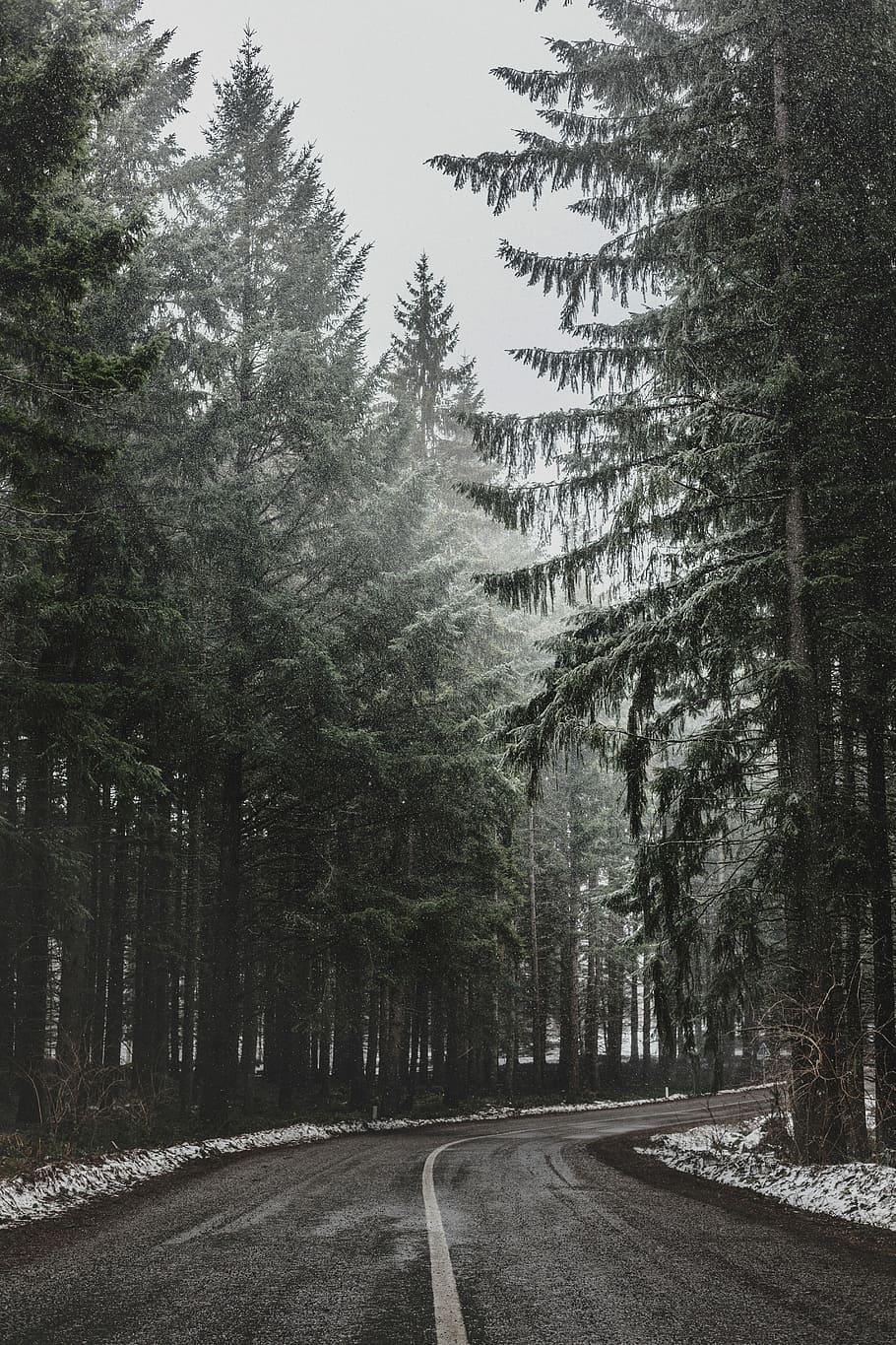 1290x2796px Free Download Hd Wallpaper Pine Trees Beside Asphalt