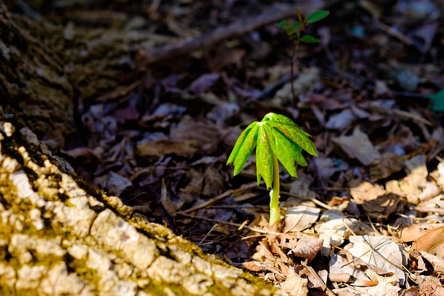 plant, flora, woods, forest, spring, leaf, botanical, green HD wallpaper