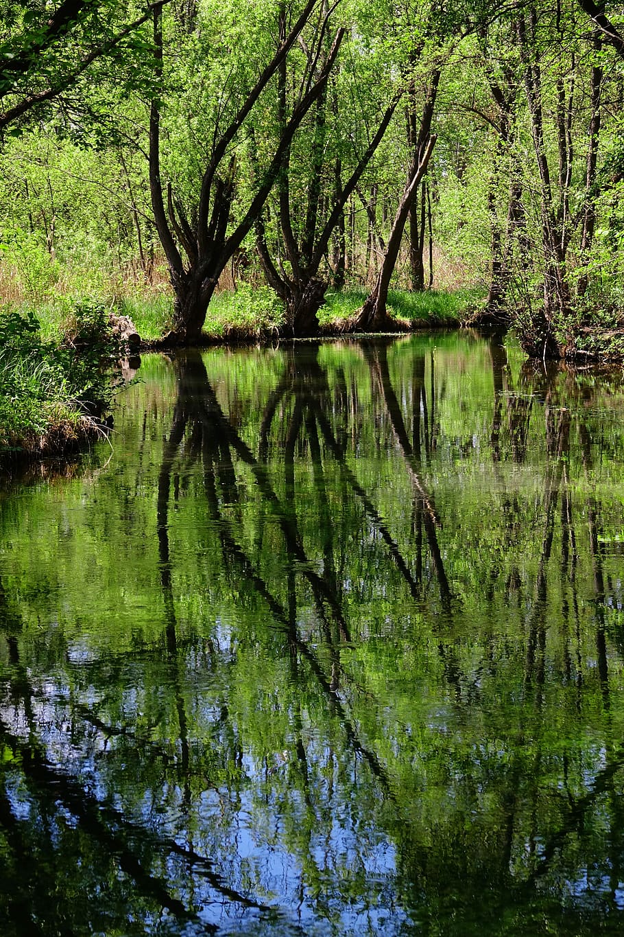 nature, waters, wood, reflection, landscape, summer, schönwetter HD wallpaper