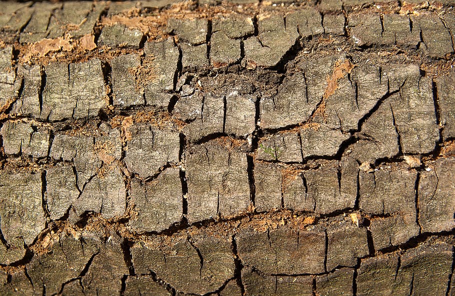 bark, wood, material, trunk, textured, backgrounds, full frame HD wallpaper