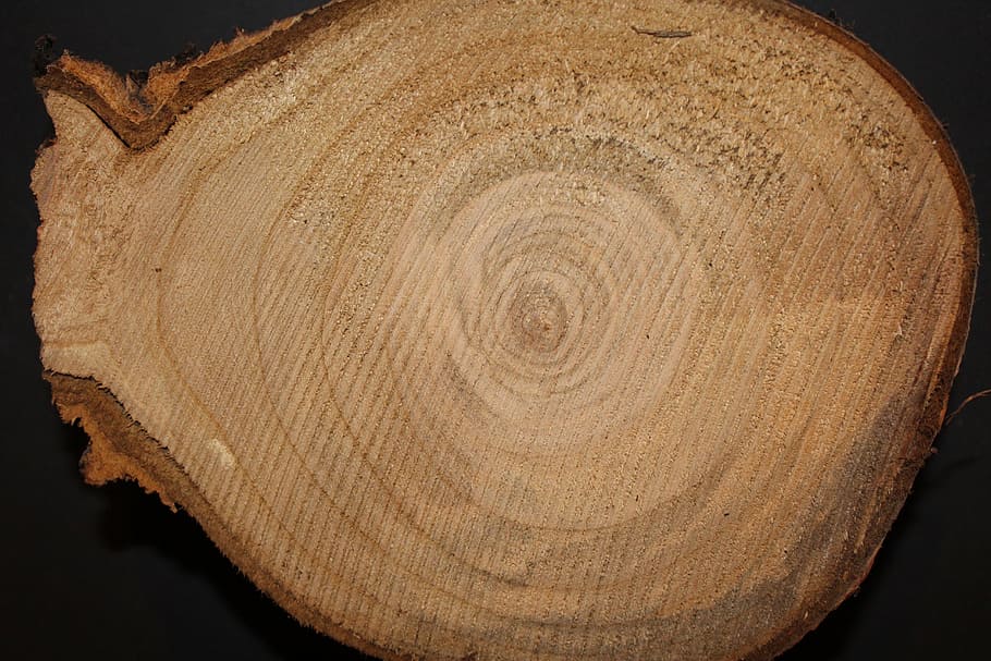 Wood, Tree, Sawed Off, like, annual rings, grain, structure HD wallpaper