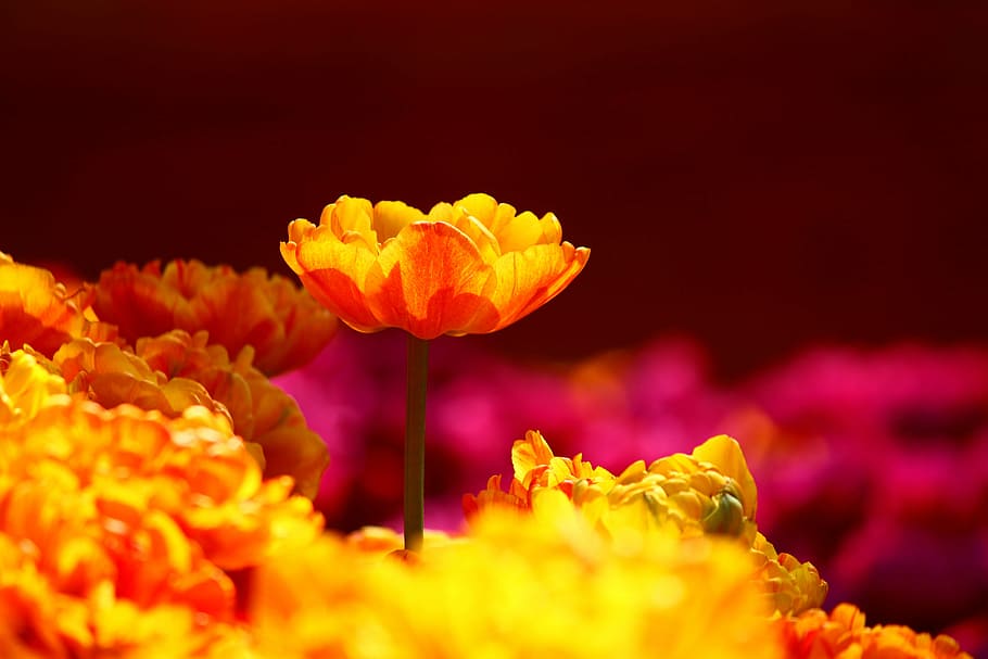 tulips, stand alone, konya, spring, no people, yellow, close-up HD wallpaper