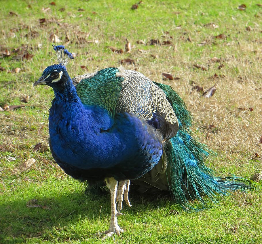 peacock, tree, feathers, bird, wings, wildlife, beak, dom, outdoor HD wallpaper