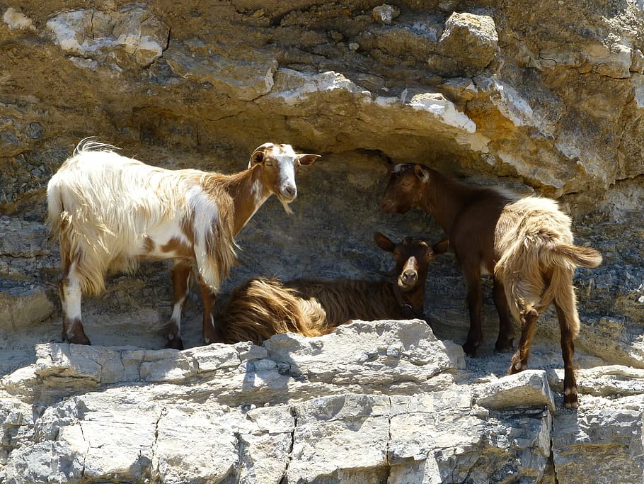 goat, mountain, summer, mammal, animal themes, rock, group of animals HD wallpaper